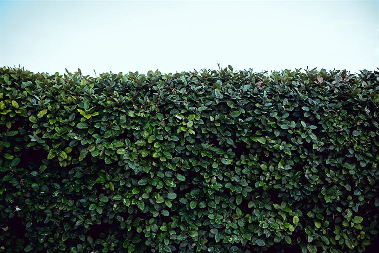Frisch geschnittene Hecke